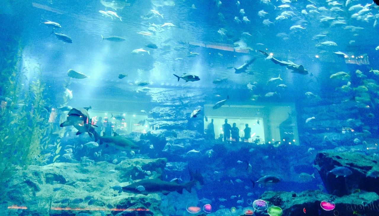 Orlando Aquarium