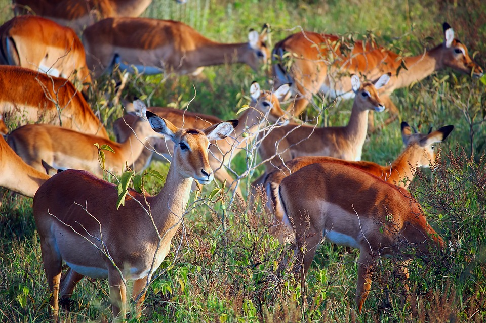 Kenya: The Animal Lovers Dream Holiday Destination, Search4sun