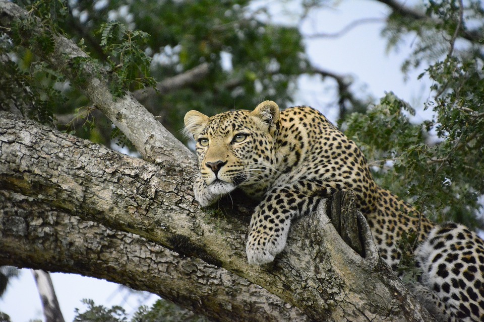 Kenya: The Animal Lovers Dream Holiday Destination, Search4sun