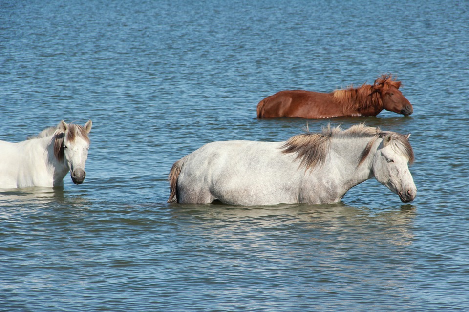 Watch horses swim in the ocean in Barbados