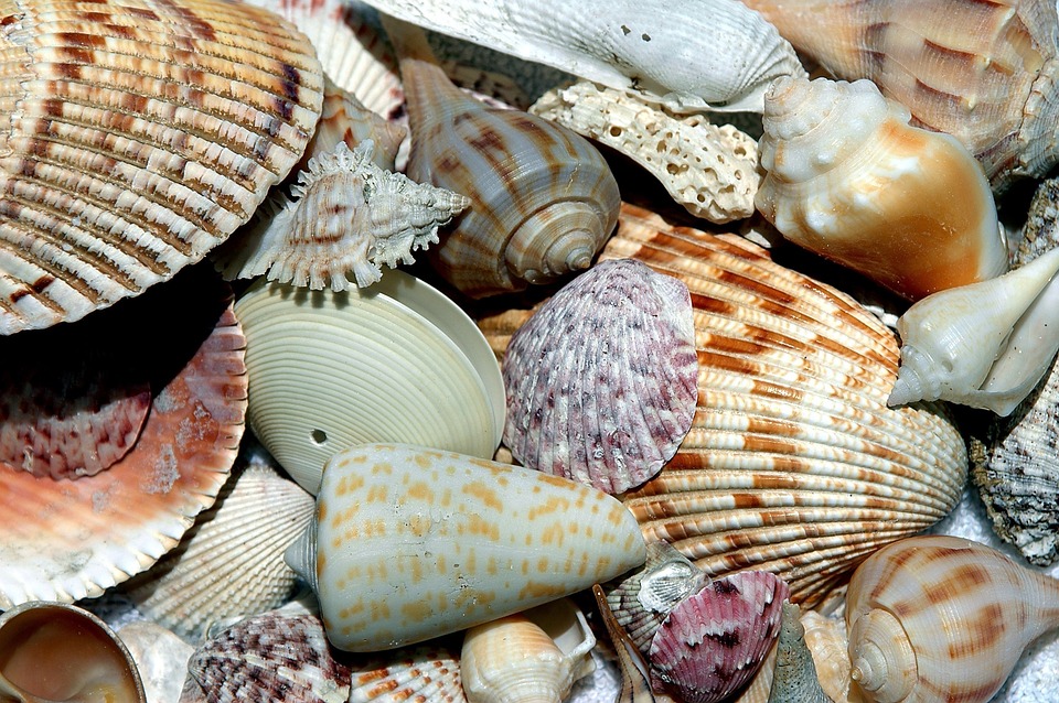 Sea Shells, Florida Beach