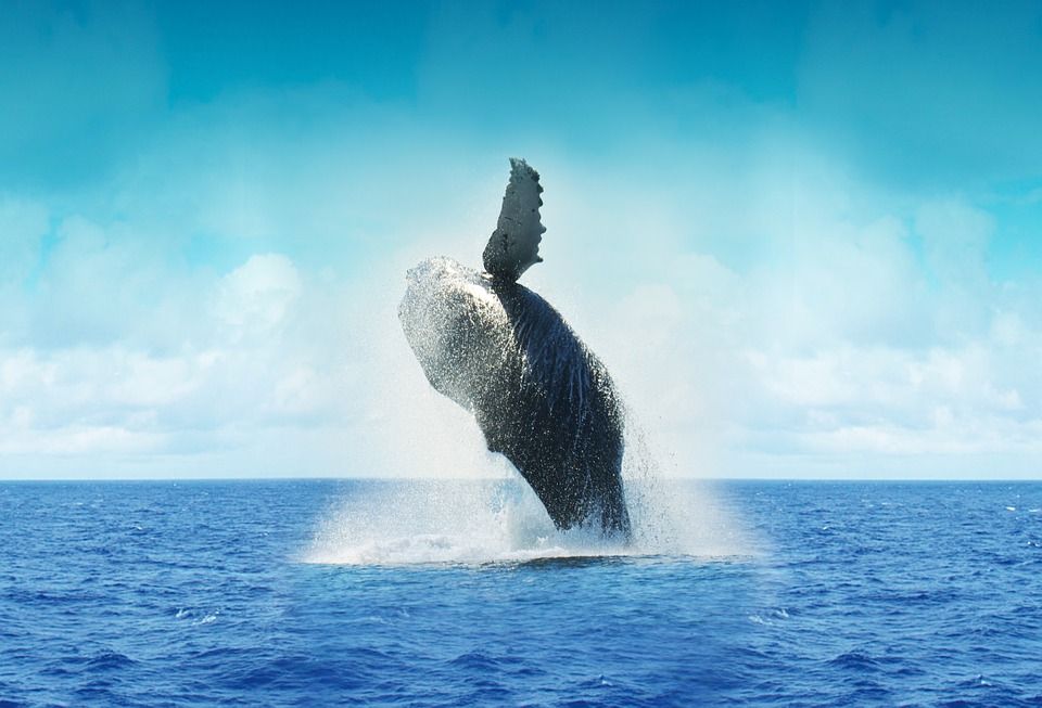 Mexico Whale